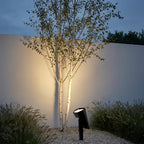 Adjustable Solar Garden Spotlight – uplighting a silver birch tree at night