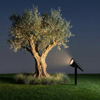 Solar LED Landscape Spotlight – uplighting an olive tree on a lawn